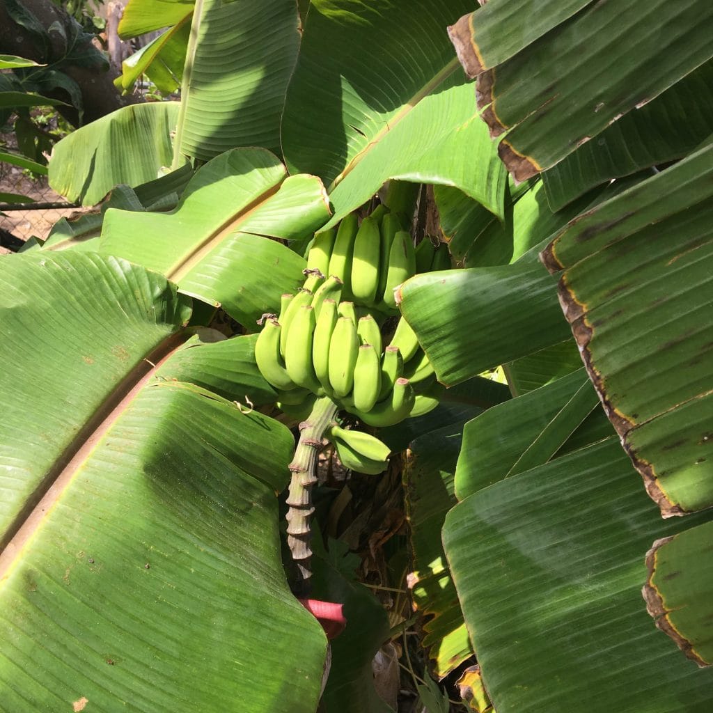 Bananas growing on tree