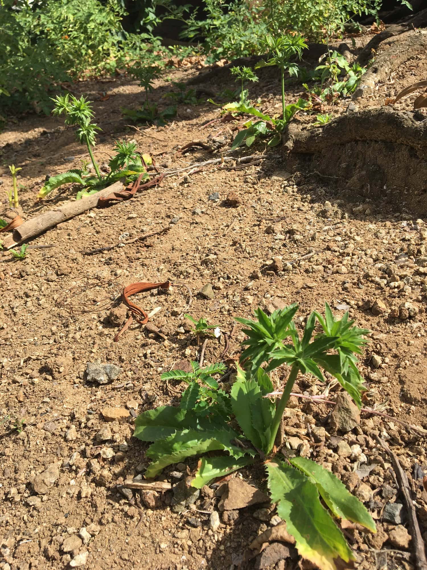 Wild cilantro plants in dirt