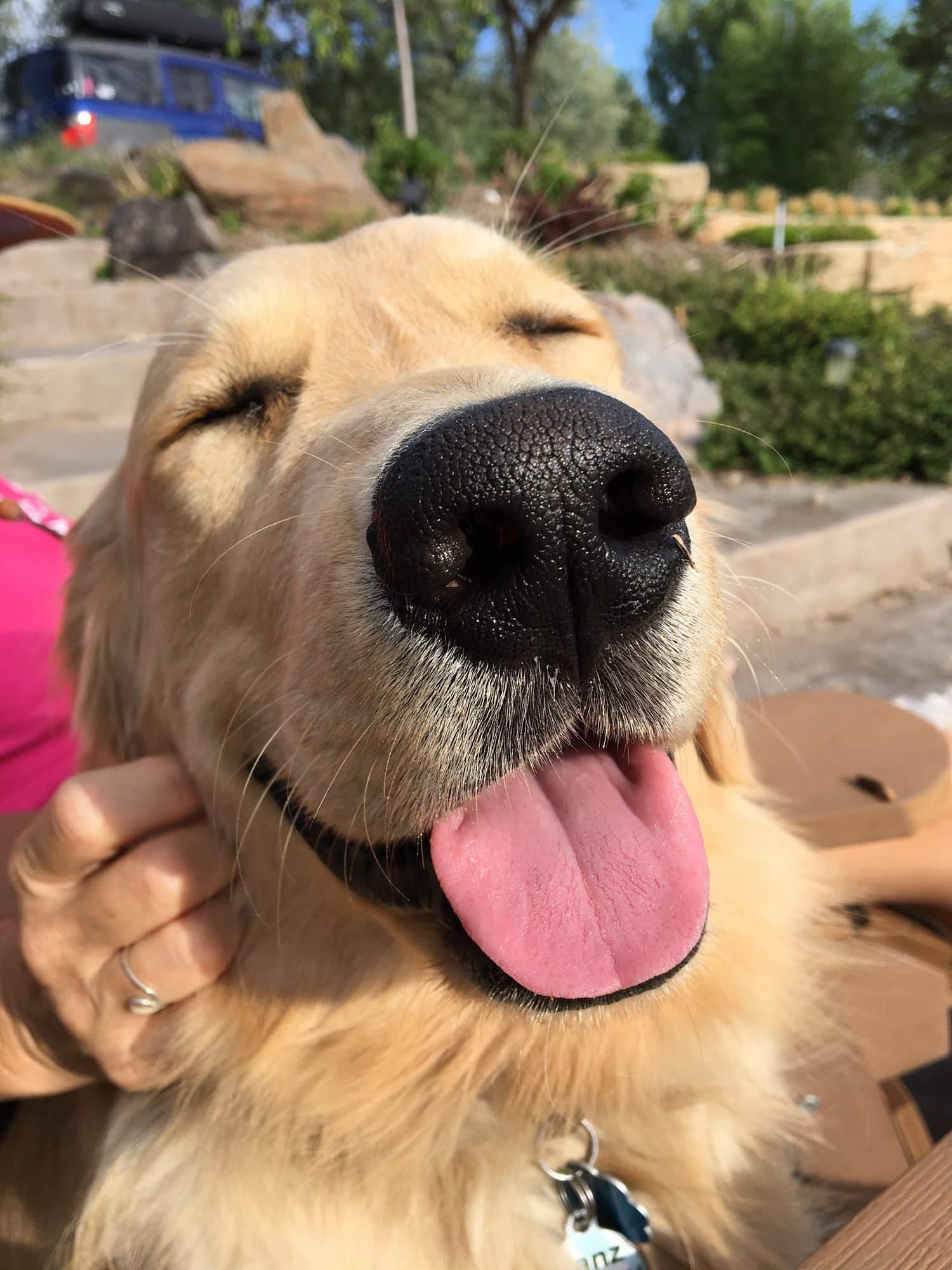 Close-up picture of happy golden retriever with tongue hanging out
