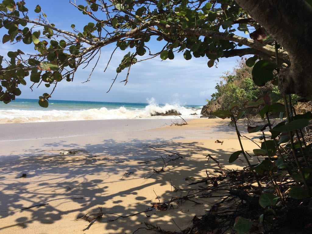 Small beach with overgrown trees, and crashing waves