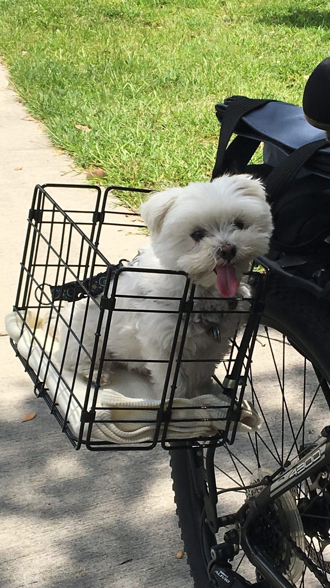 Small whit dog in bike basket