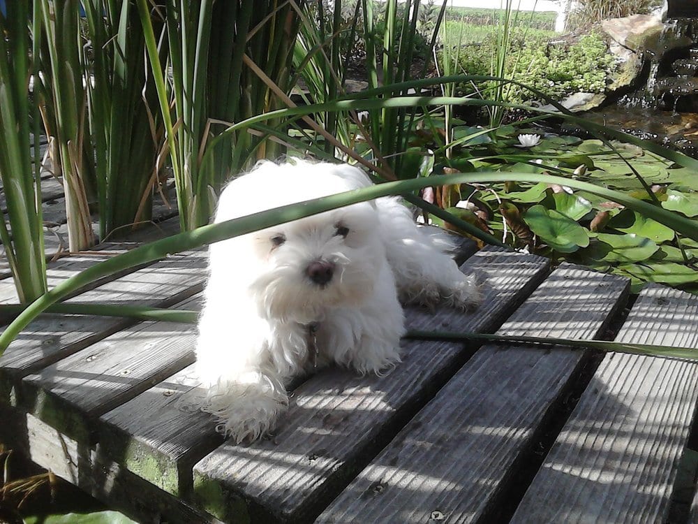 White dog on pond bridge