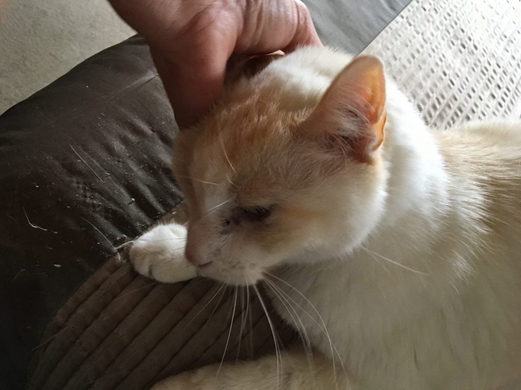 Close-up of very old cat being petted