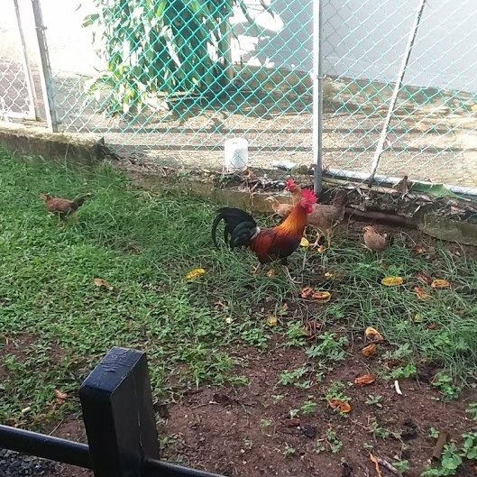 Five chickens in the yard
