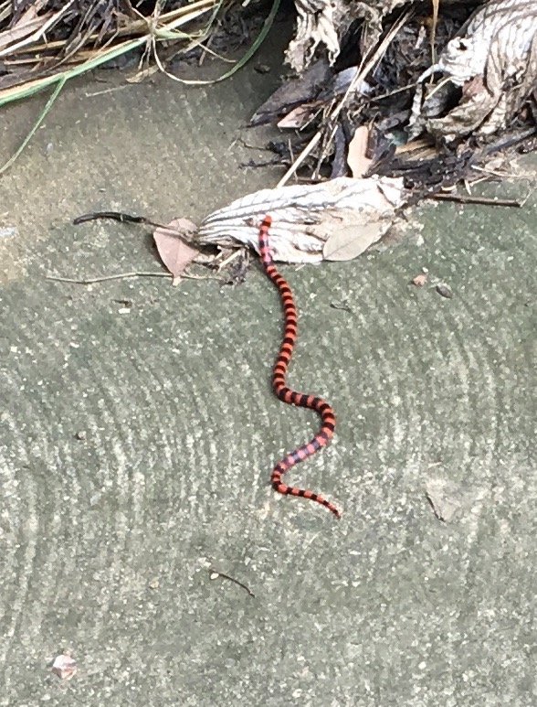 Small red and black striped snake