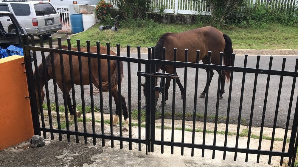 Two horses grazing in street outside of driveway gate