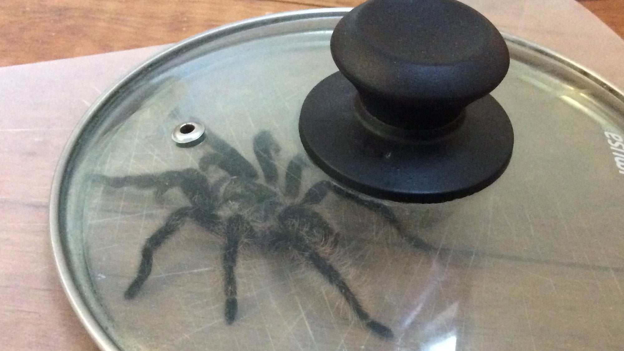 Tarantula captured under a glass pot lid