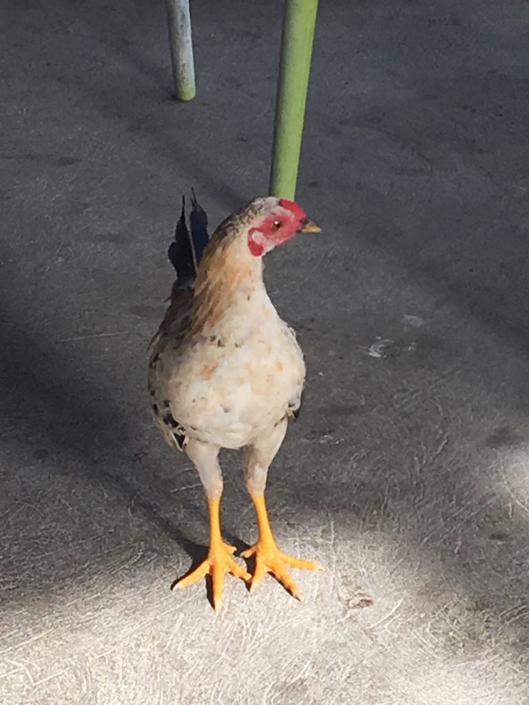 Normal for chickens to walk around restaurants